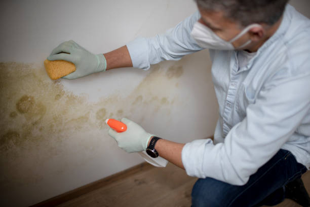 Best Attic Mold Removal  in USA